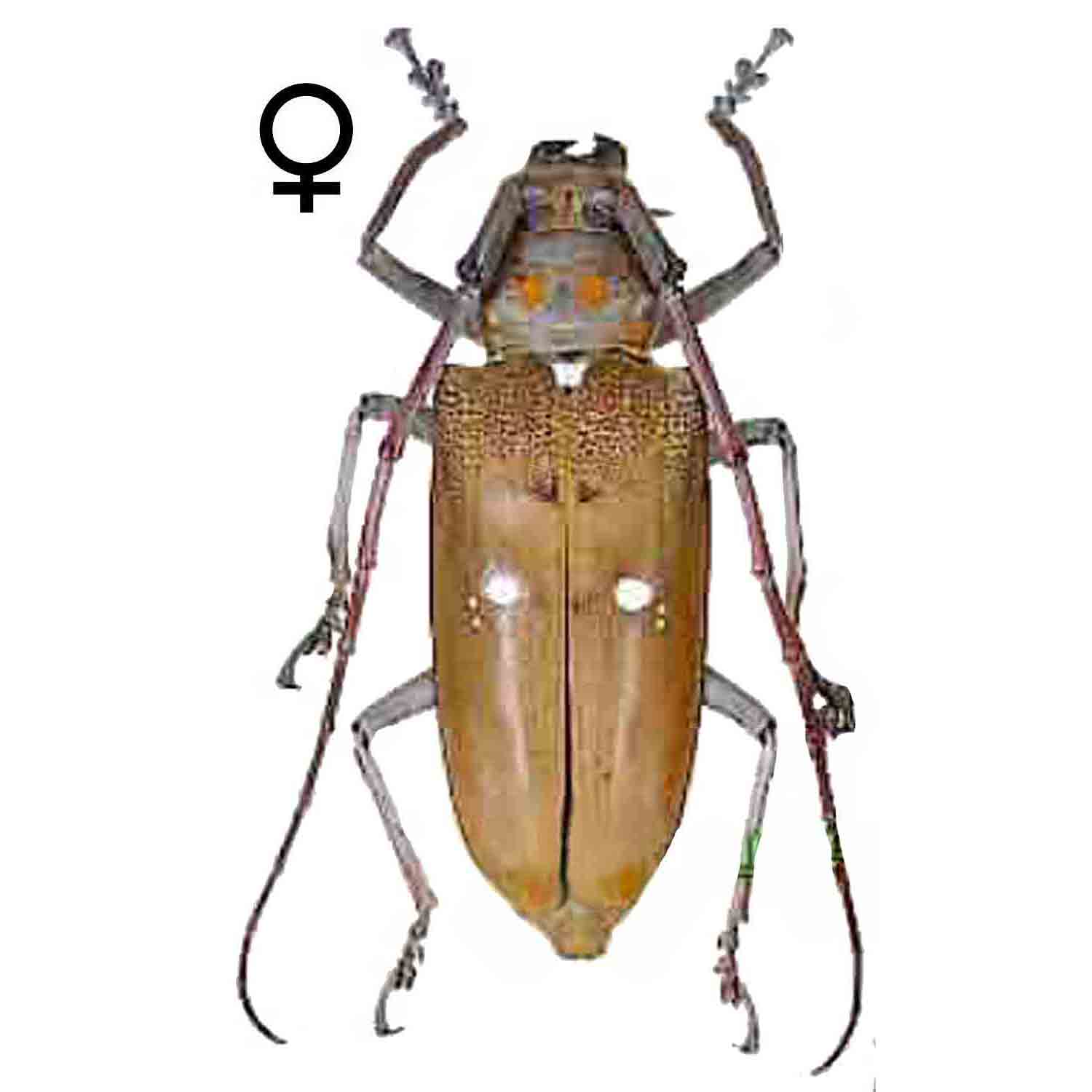 L'Arca di Noè - Batocera rubus albofasciata (2) Tropical Insect